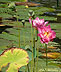 Pink Lilies