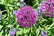 Pretty Flower