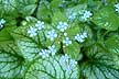 Pretty Flower