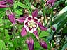 Pretty Flower