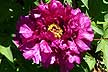 Pretty Flower