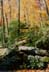 Colorful Forest