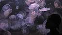Jelly Fish