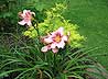 Pretty Lilies