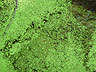 Micro Leaves
