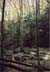 Pretty Forest