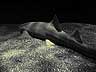 A Shark in the Dark