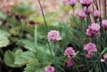 A Pretty Spring Flower