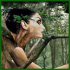 Tree Nymph
